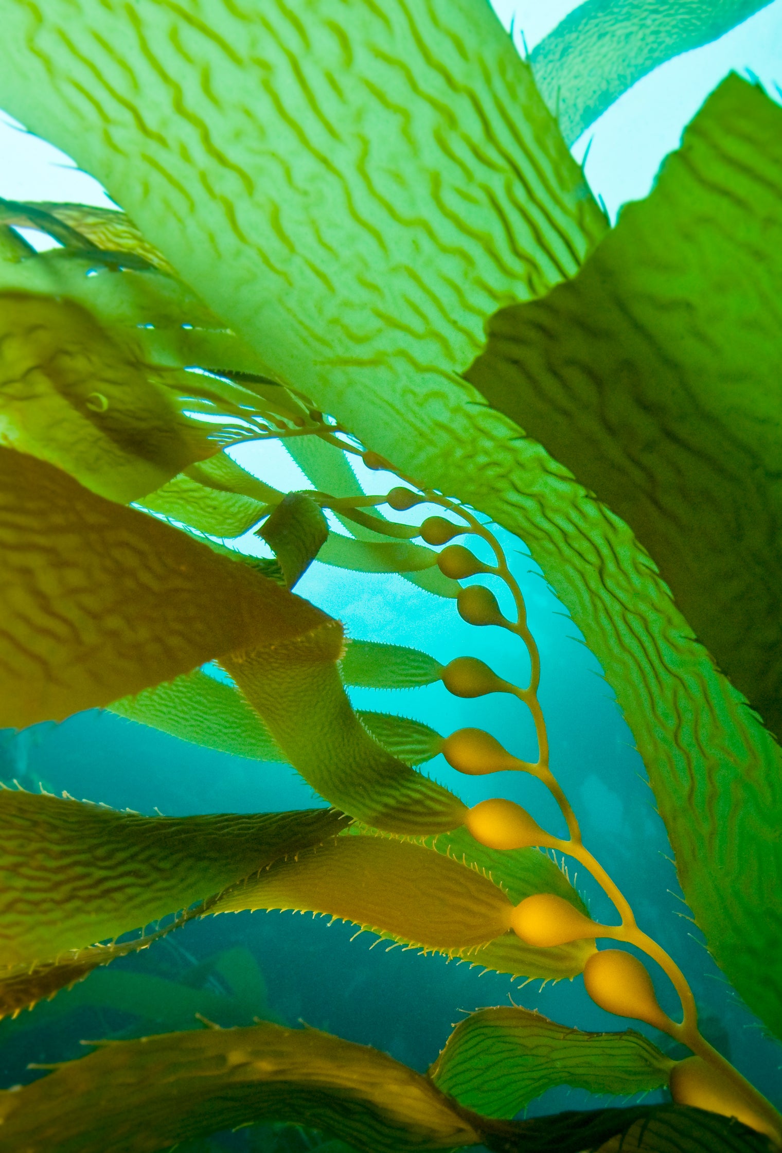 Swim Shorts | Sea Dragon