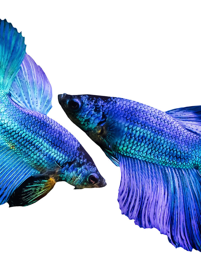 Reversible Scoop-Back Swimsuit | Betta Splendens to Urchin Purple