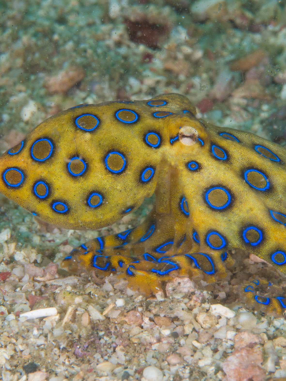 Embroidered Cami | Black Depths - Octopus
