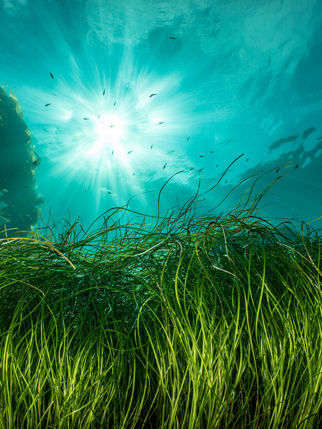 Embroidered Cami | Green Mist - Sea Grass