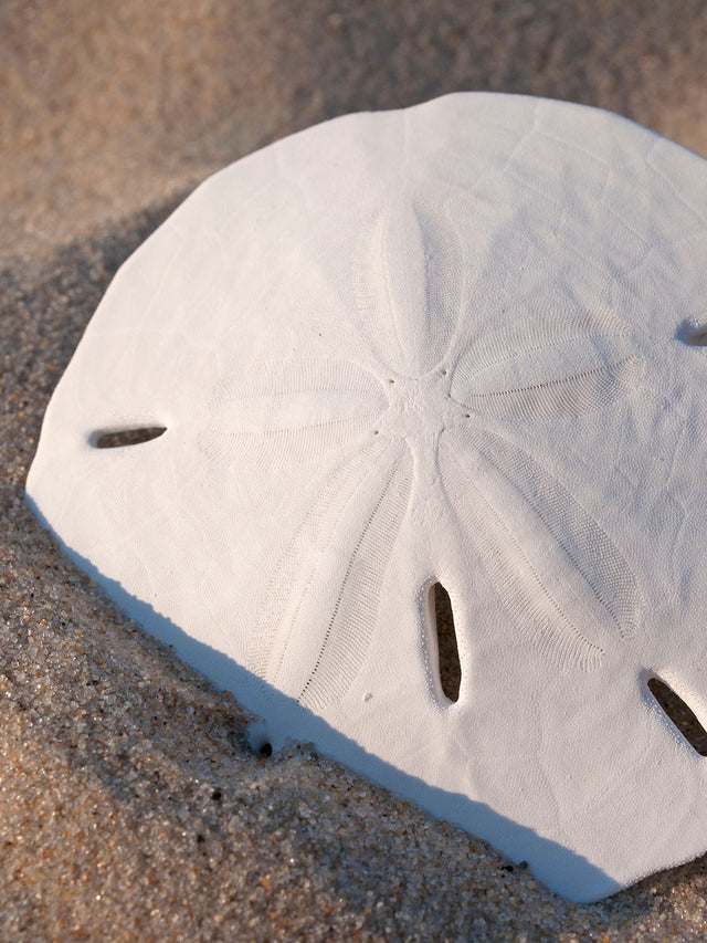 Embroidered Cami | Sky Blue - Sand Dollar