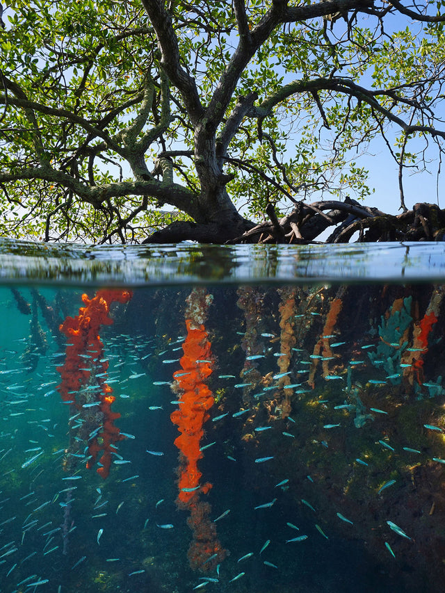 Swim Shorts | Mangrove Forest