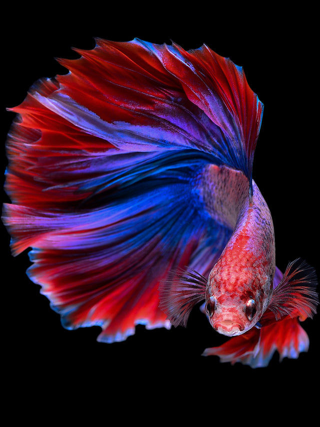 Reversible One-Shoulder Bikini | Red Betta to Blue Betta