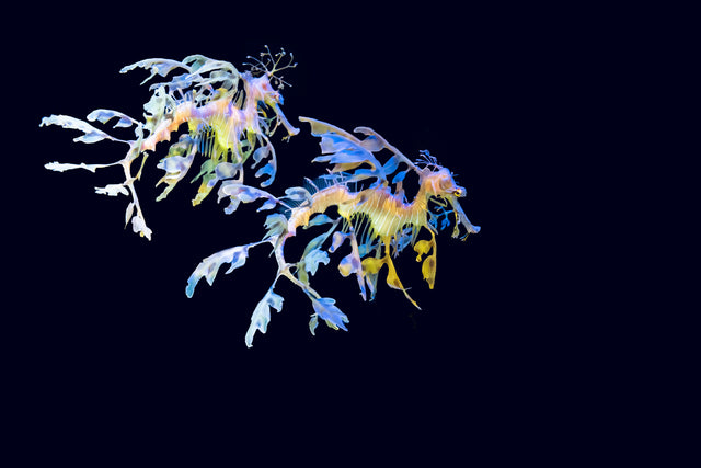 Swim Shorts | Mangrove Forest