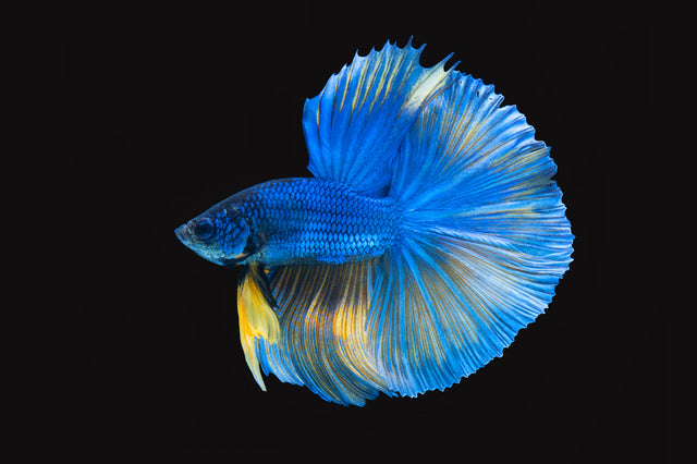 Swim Shorts | Anthias