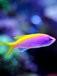 Swim Shorts | Anthias