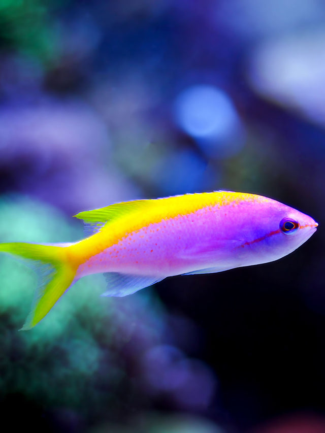 Swim Shorts | Anthias