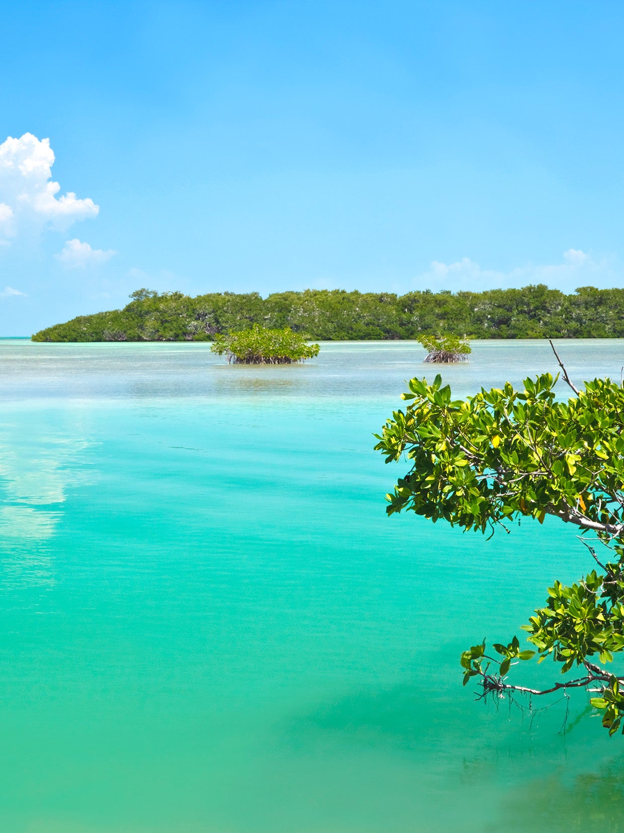 Women's Button Down | Key Lime Sky