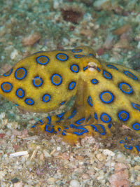 Embroidered Cami | Black Depths - Octopus