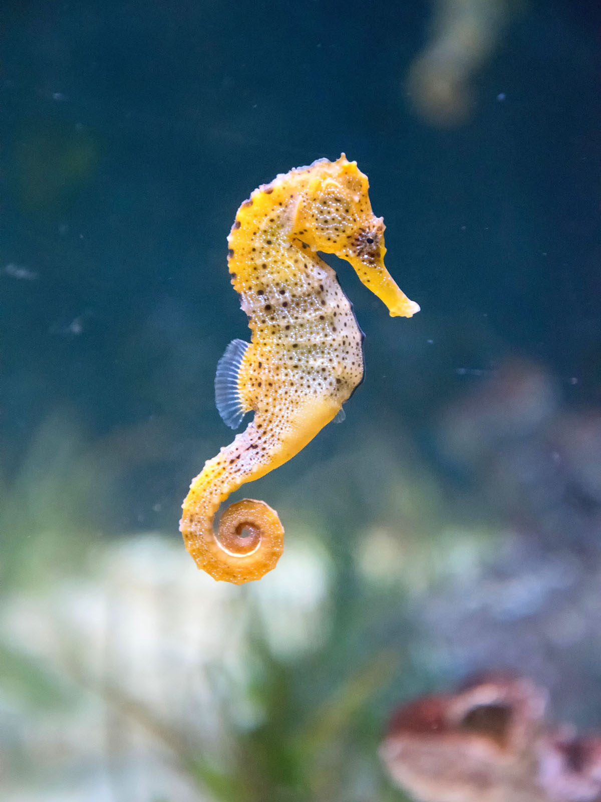 Embroidered Cami | Ocean Cavern - Sea Horse