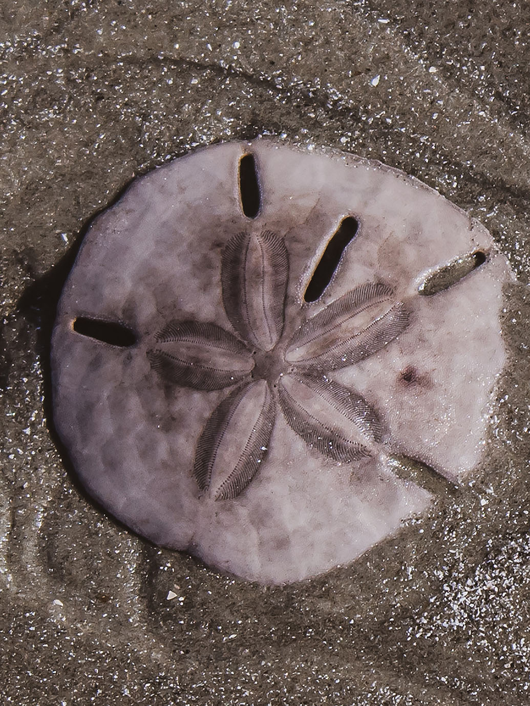 Embroidered Cami | Lavender Fog - Sand Dollar