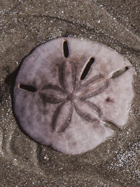 Embroidered Cami | Lavender Fog - Sand Dollar