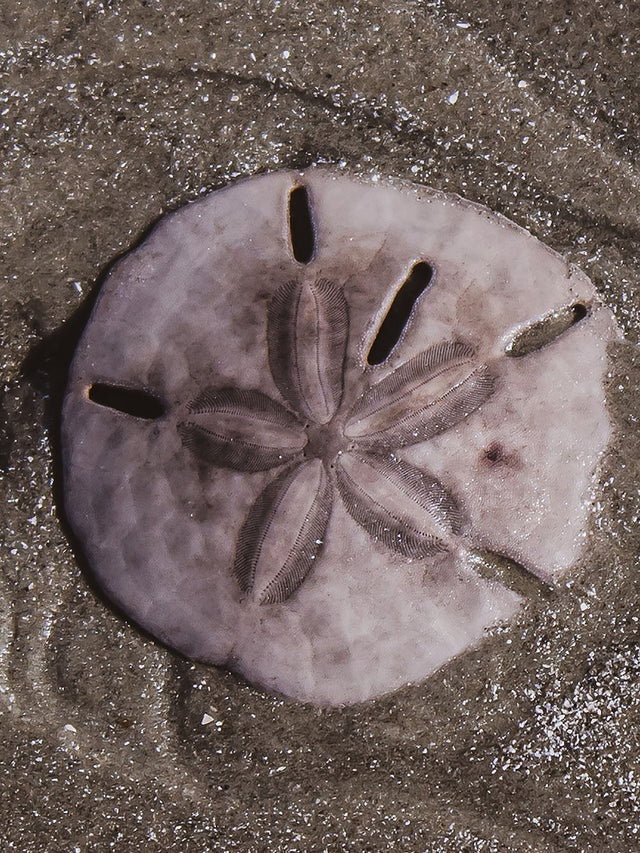 Embroidered Cami | Lavender Fog - Sand Dollar