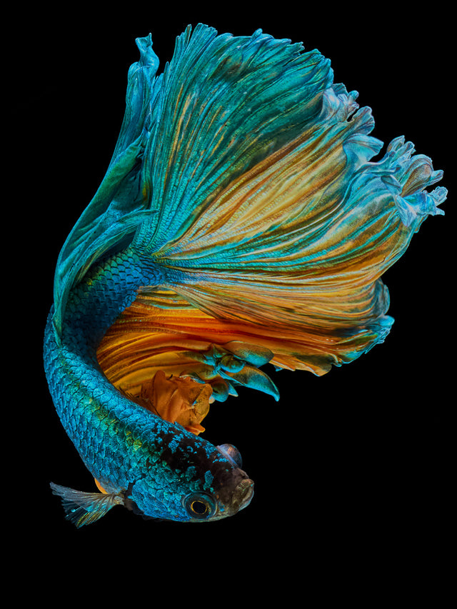 Reversible Cap-Sleeve Bikini | Orange Betta to Dawn Breaks