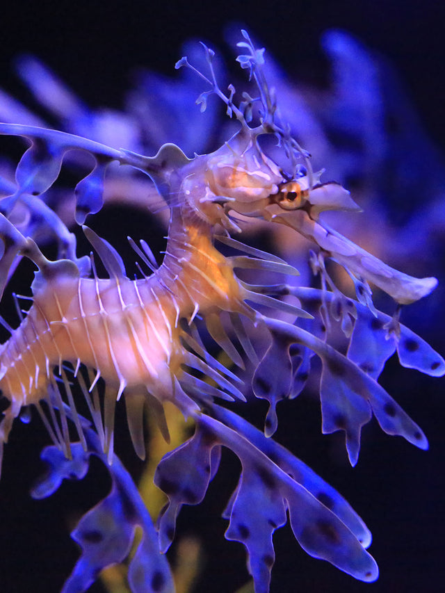 Swim Shorts | Sea Dragon